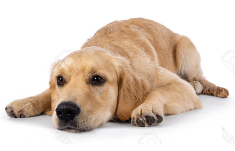 Open Day Adozioni – Incontra i cani di Muratella
