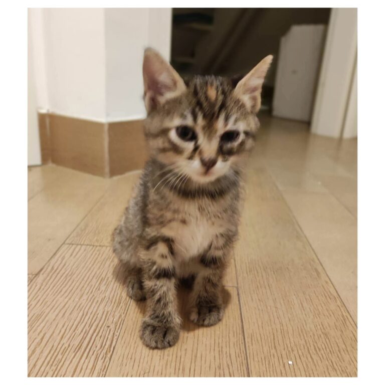Animali. FDI Roma: Violenza contro gattina impone riflessione su responsabilità istituzionali