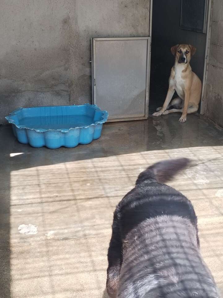 Ospedale veterinario di Roma